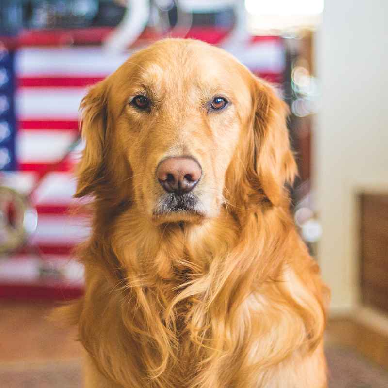 Patriots Pets