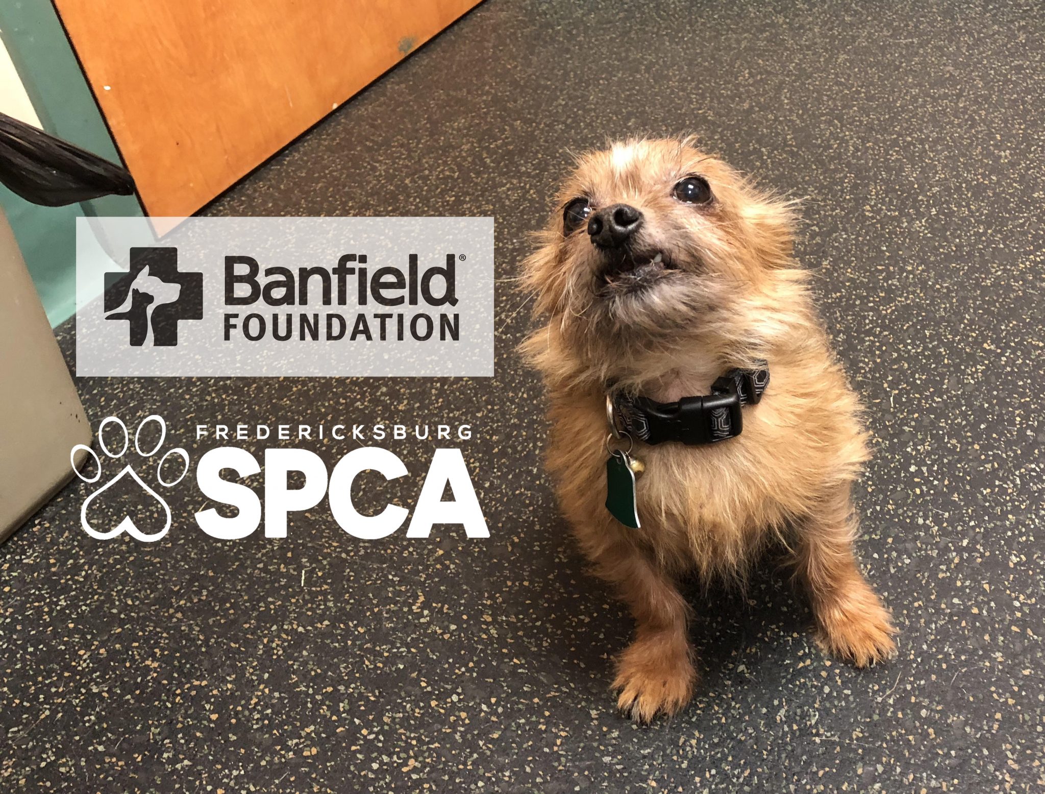 BANFIELD FOUNDATION GRANT 2018 Fredericksburg SPCA