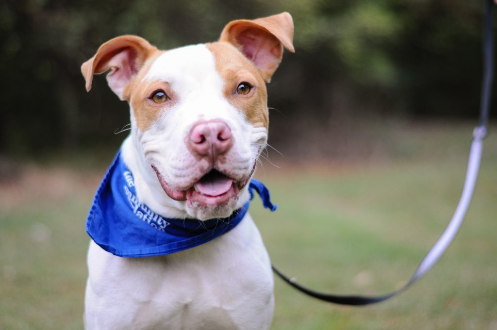 Spca store puppy class