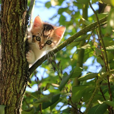 https://fredspca.org/wp-content/uploads/elementor/thumbs/low-angle-view-of-cat-on-tree-257532-scaled-oremqbsvm69tkwhn4eeykrzo4m85ikvzdnvc4th8rk.jpg