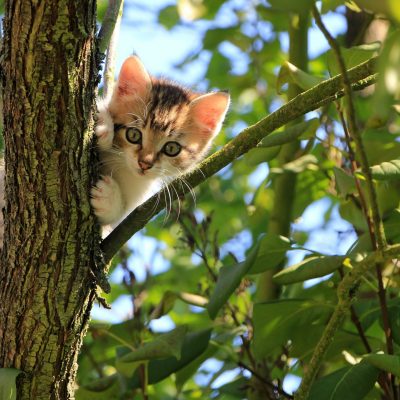 low-angle-view-of-cat-on-tree-257532