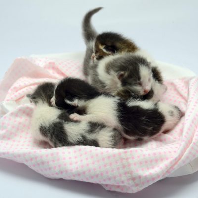 white-and-black-kittens-lying-on-pink-and-white-textile-3907099